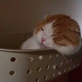 勇哥