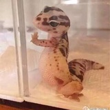 君月