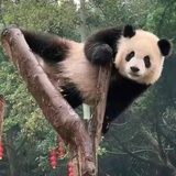 炸鸡不加热