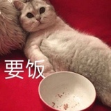 猪啊猪