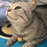 迷志