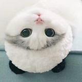 木木
