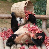 杠来杠来