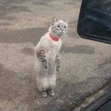 关注