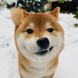 一枝