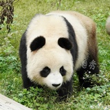 考拉拉跑远点