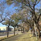 浮游鸟的室友