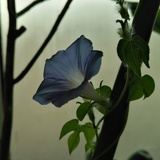 吉祥三宝