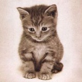 一只小蜜哼呀飞