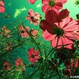 维维安桑