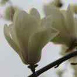 lily 