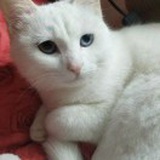花招财的主人