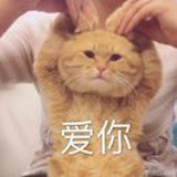大脸喵～