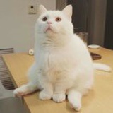古早枣