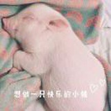 妖精先生是个妹