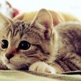 小猫