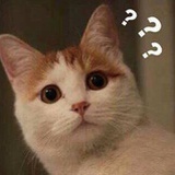 猫老师