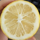 查泰莱的情人