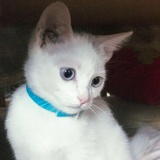 大脸猫