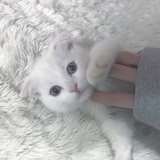 酒窝衬兴