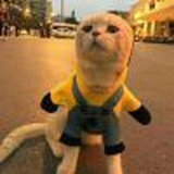 做我的猫