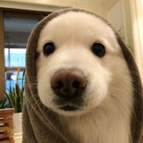 猫的尾巴长吗