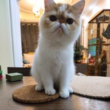 钻进醋心里