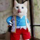 猫小乐