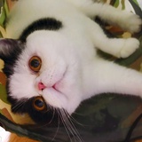 nakai