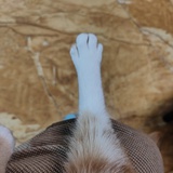 吴耶