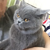 哈士猫