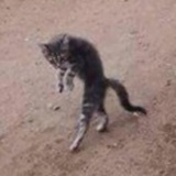 暹罗喵