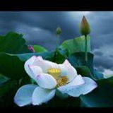沧海月明