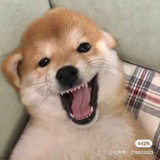 皖绡👑