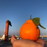 你的三毛呀
