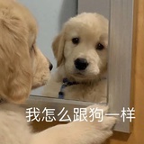 叮当没有猫