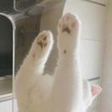 A Meow