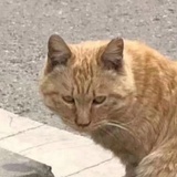 已注销