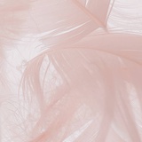 eve
