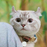 没有梦想的肥猫