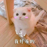 一只小羊崽