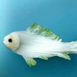 芮聿