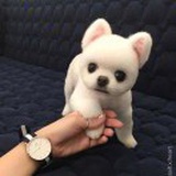 卖萌的小包子🐶