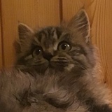 じゃ