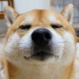 人间清欢