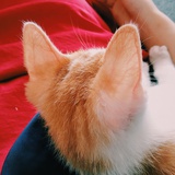 蓝衫。