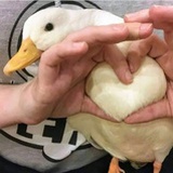 鱼丸粗面