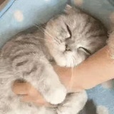 怕老婆的蛋蛋