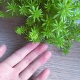 天行九歌明月柳