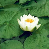 依豆莲花